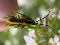 Stenoderus suturalis