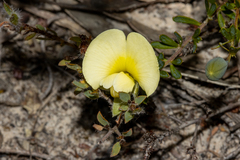 Gompholobium ecostatum