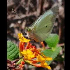 Leptophobia aripa
