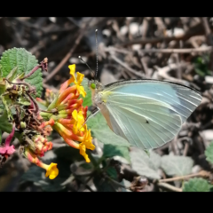 Leptophobia aripa
