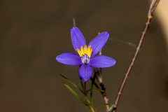Cheiranthera alternifolia