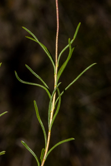 Cheiranthera alternifolia