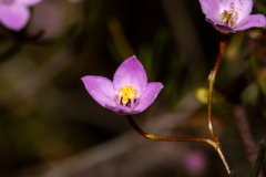 Boronia filifolia