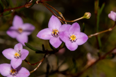 Boronia filifolia