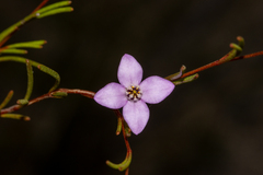 Boronia filifolia