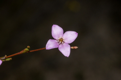 Boronia filifolia