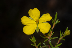 Hibbertia devitata