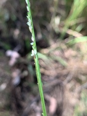 Setaria constricta