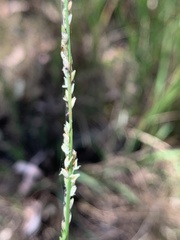 Setaria constricta