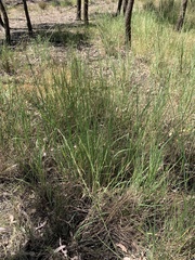 Setaria constricta