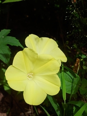 Camonea vitifolia
