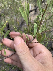 Denhamia cunninghamii