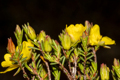 Hibbertia devitata