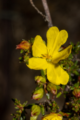 Hibbertia devitata