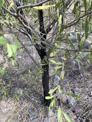 Denhamia cunninghamii