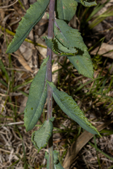 Senecio odoratus
