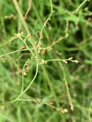 Gonocarpus chinensis