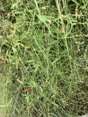 Gonocarpus chinensis