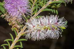Melaleuca decussata