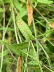 Gonocarpus chinensis