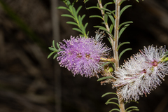Melaleuca decussata