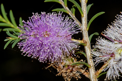 Melaleuca decussata
