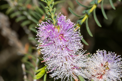 Melaleuca decussata