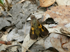 Trapezites phigalioides
