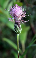 Cirsium lecontei