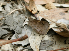 Trapezites phigalioides
