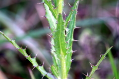 Cirsium lecontei