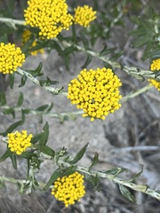 Helichrysum cymosum
