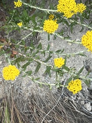 Helichrysum cymosum