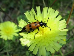 Mylabris quadripunctata