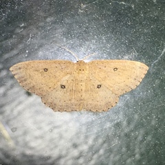 Cyclophora myrtaria