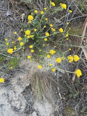 Helichrysum cymosum