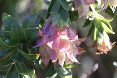 Liparia splendens splendens