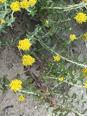 Helichrysum cymosum