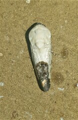 Acontia