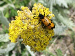 Mylabris quadripunctata