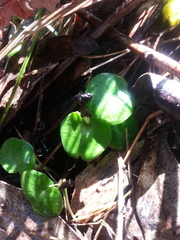 Corybas diemenicus
