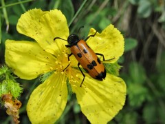 Mylabris quadripunctata