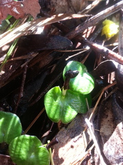 Corybas diemenicus