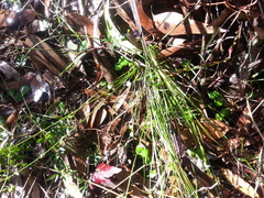 Corybas diemenicus