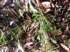 Corybas diemenicus