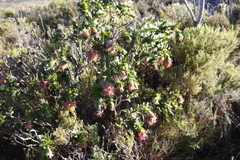 Liparia splendens splendens