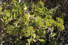 Schotia afra afra