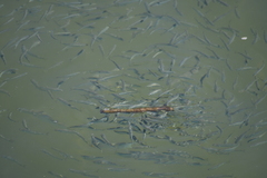 Aldrichetta forsteri