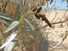 Atriplex cinerea