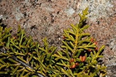 Microcachrys tetragona